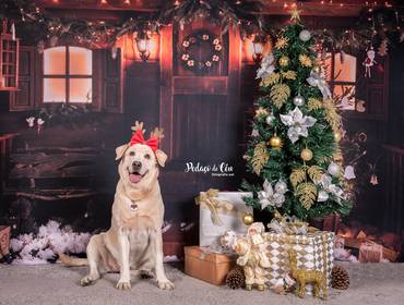 Ensaio Pet Temático de Ensaio Pet Natal