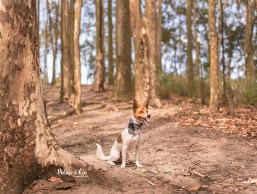 Ensaio Pet Acompanhamento de Ensaio Pet Acompanhamento Lili - 9 Meses