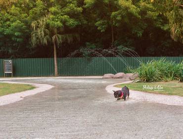 Ensaio Pet Acompanhamento de Ensaio Pet Acompanhamento Coca 9 meses 