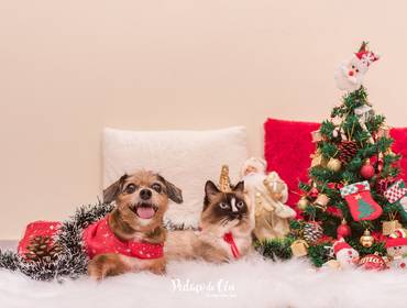 Ensaio Pet Temático de Natal Pet Família Belinha e Chanel