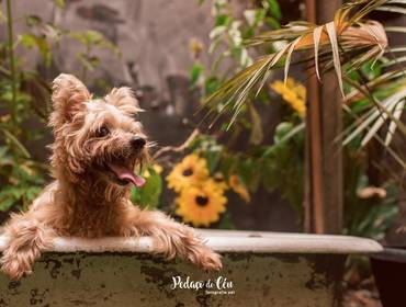 Estúdio Pet de Ensaio Pet Pituka