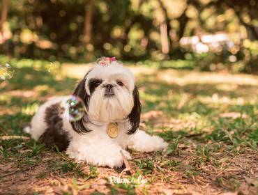 Ensaio Pet Externo de Ensaio Pet Mimi