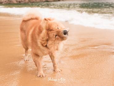 Ensaio Pet Externo de Ensaio Pet Thanos