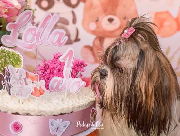 Aniversário Pet de Festa Pet da Lolla Shihtzu