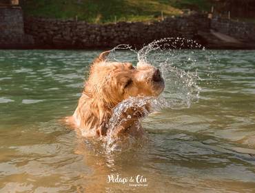 Ensaio Pet Externo de Ensaio Pet - Thor