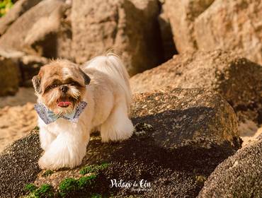 Ensaio Pet Externo de Ensaio Pet Haigon