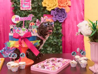 Aniversário Pet de Festa Pet Maggie 3 anos