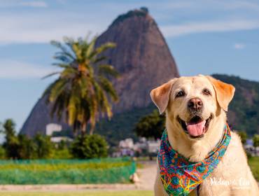 Ensaio Pet Externo de Ensaio Pet Mandy