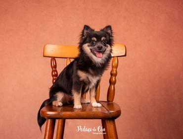 Estúdio Pet de Ensaio Pet Estúdio - Gigi