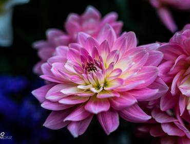 Editorial de Jardins de Monet