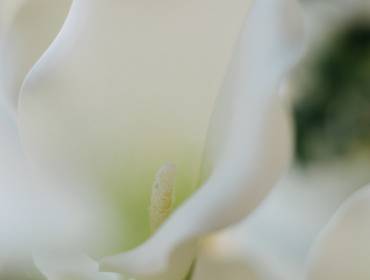 CASAMENTO de Julia + Rafael | Casamento Intimista