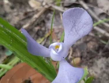 Cegueira botânica  de planta da semana