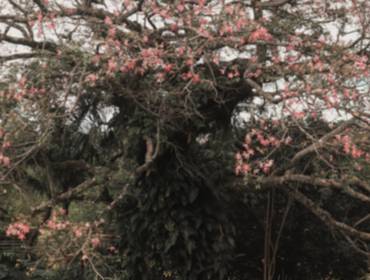 Save the Date de Gisele e Alisprai