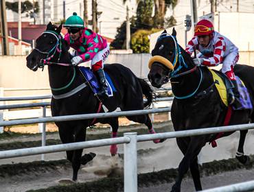 Corrida de Eliminatórias GP Haras Gherar e GP Guido Irineu Pelanda. 
