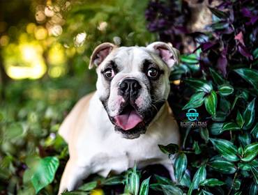 Shows e Diversão  de Ensaio Pet do Joca