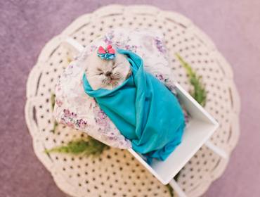 Pet de Ensaio Newborn Pet - mais uma novidade que eu trago pra vocês!