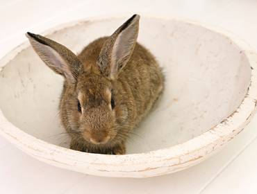 Páscoa de Nosso Mascote