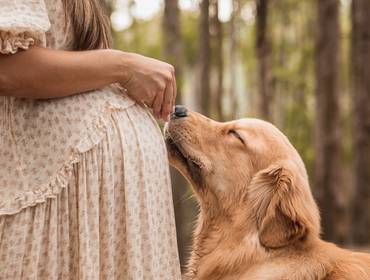 Ensaios de À espera do Bento