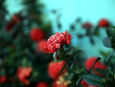 Aniversários de Patricia 50 anos 