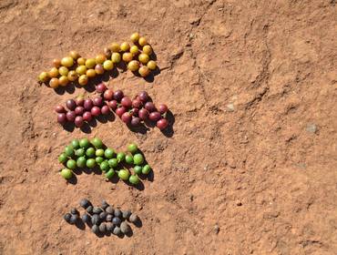 Café de Plantação de Café