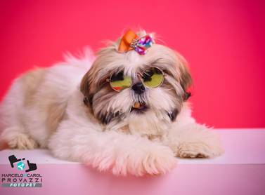 Projeto PET de Jully  e Luna