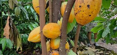 Agricultura Familiar e Agronegócios de Plantação de Café no Mendanha