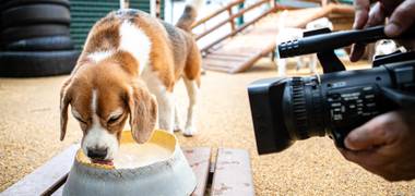 PROJETOS TEMÁTICOS de AUFABETO