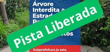 Meio Ambiente de Árvore cai sobre a Estrada do Pedregoso