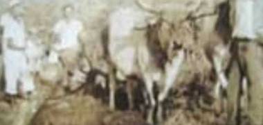 Histórias da Zona Oste de Família Peixoto