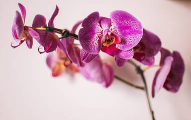 12 Dicas Para Tirar Fotos Profissionais com Celular Android 