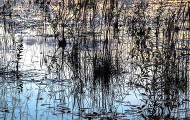 Enxergando Pollock em paisagem pantaneira