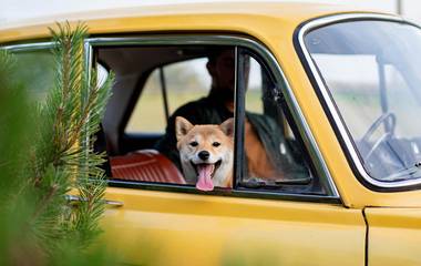 Pet Friendly
