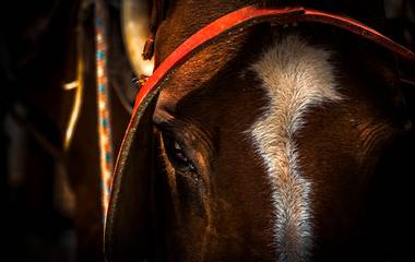 Cavalo, no galope das histórias e  lembranças