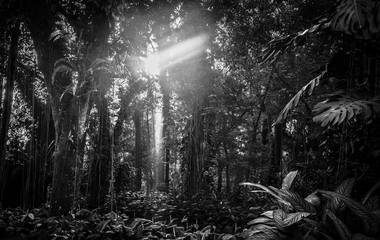 Alaya: Exposição de fotógrafo santista terá curadoria de ícone da fotografia