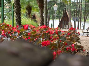 Caminhada fotográfica de Holambra - SP