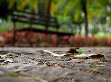 Caminhada fotográfica de Parque Ecológico - Campinas