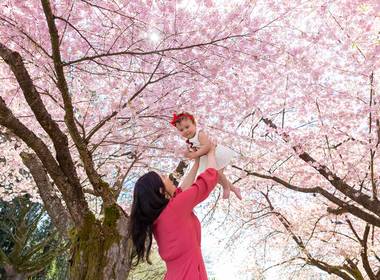 Cherry Blossoms Mini of Cherry Blossoms Mini Session - Isabela and Family