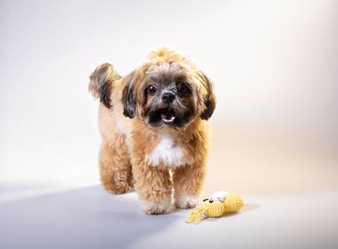 Estudio de Kiara Pet