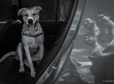 fotografia documental de FOTOGRAFIA > ENSAIO PET > Josefina + Bárbara & Alceu