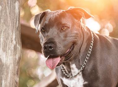 Pets de Pets - amor que não se explica.