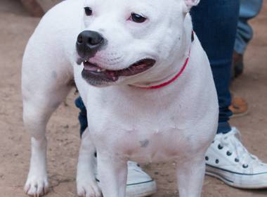 Eventos Socias e Corporativos de 16° Encontro da Raça Starfordshire Bull Terrier