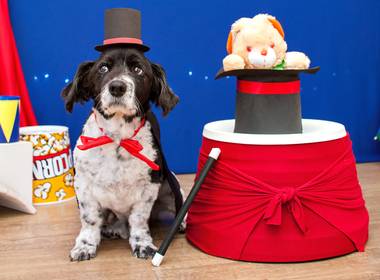 Pet de Um dia no Circo - Pet