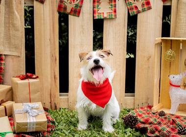 Pet de Ensaio de Natal - Pet 2020