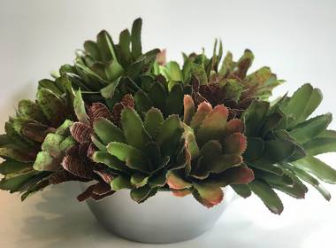 Portifolio de Verdes