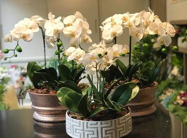 Portifolio de Orquídeas