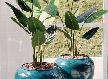 Portifolio de Árvores