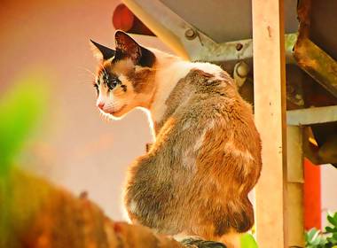 ANIMAIS  de GATOS E BICHANOS 