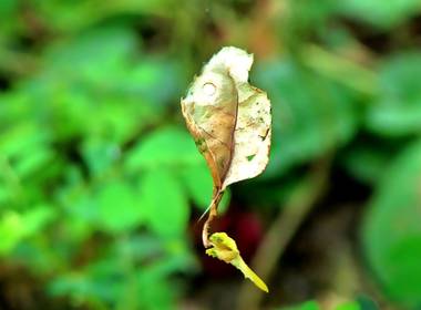 NATUREZA  de A BELEZA INVISÍVEL DAS FOLHAS 