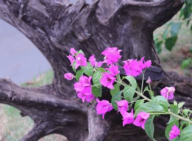 natureza - flores de Flor na calçada