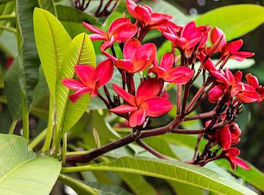 natureza - flores de Flores que decoram calçadas